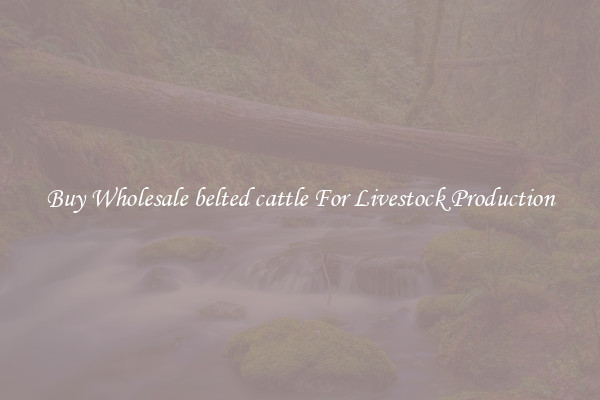 Buy Wholesale belted cattle For Livestock Production